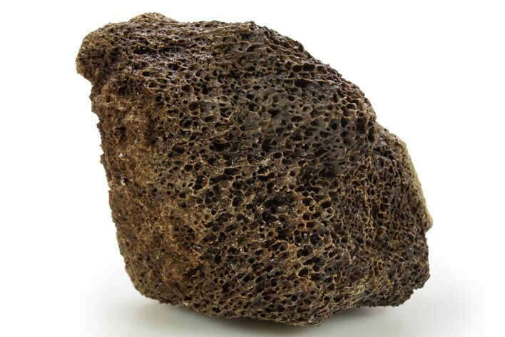 Fossil Tyrannosaur (T rex) Vertebra Section - Wyoming #309902